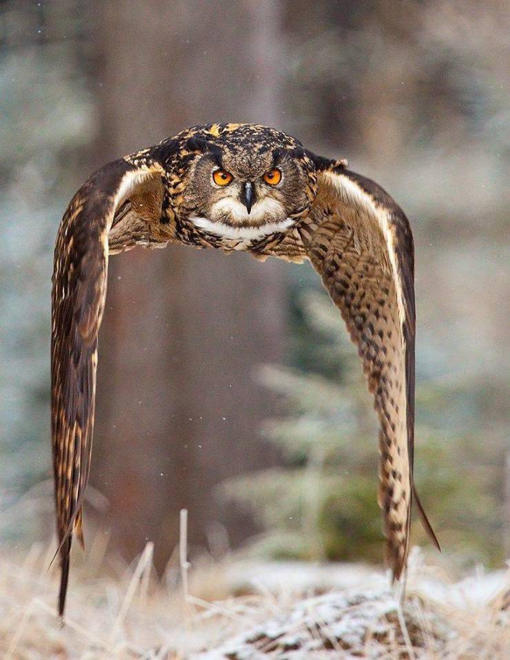 In flight - Owl, Wingspan, Flight, Impressions