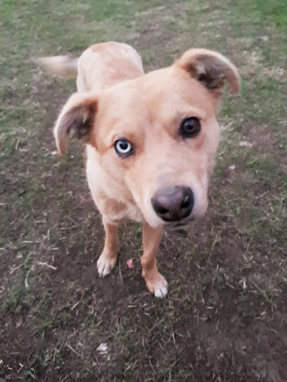 Here's a dog - My, Milota, Dogs and people, Friend of human, Dog, Animals, Heterochromia