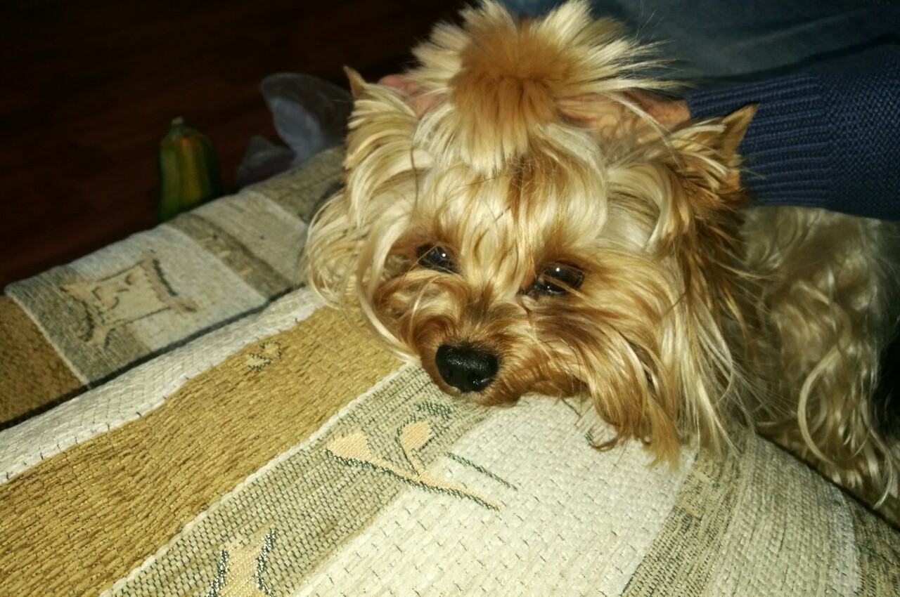 Morsik - My, Dog, Yorkshire Terrier, Longpost