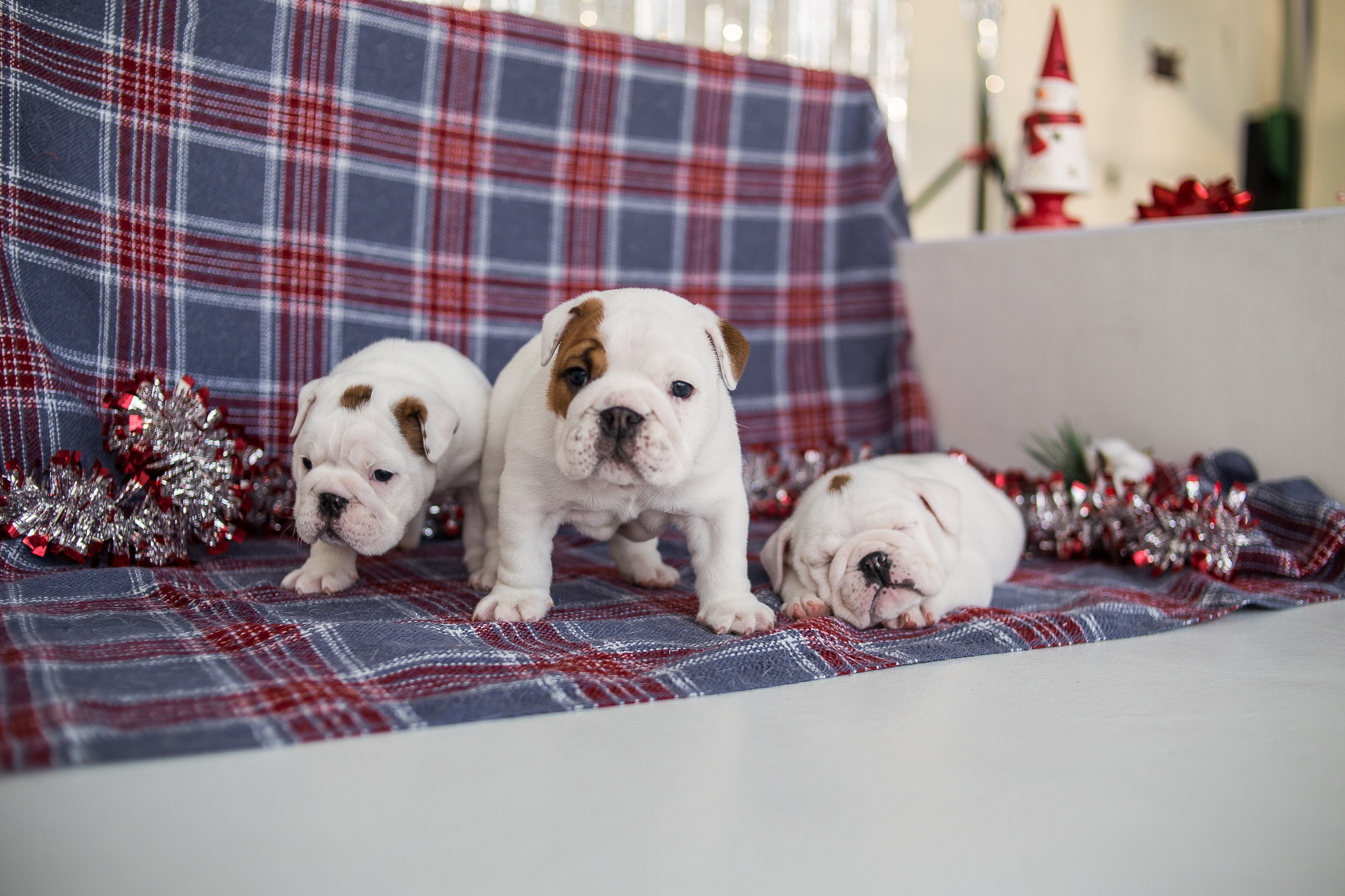 If you're in a bad mood - My, Bulldog, English bulldog, Dog, Puppies, Longpost