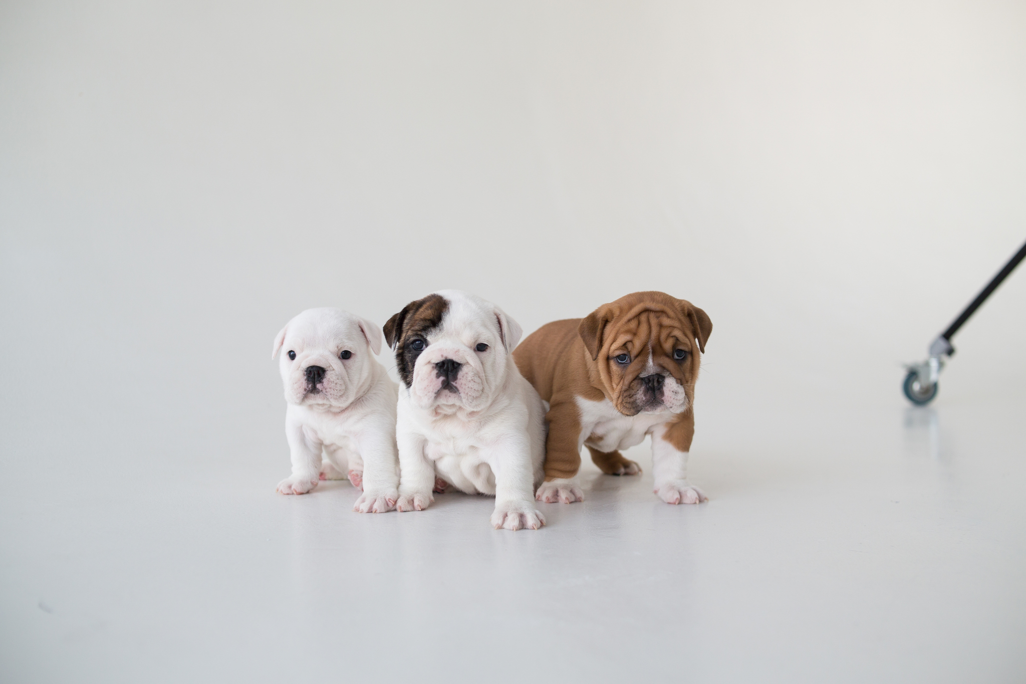 If you're in a bad mood - My, Bulldog, English bulldog, Dog, Puppies, Longpost