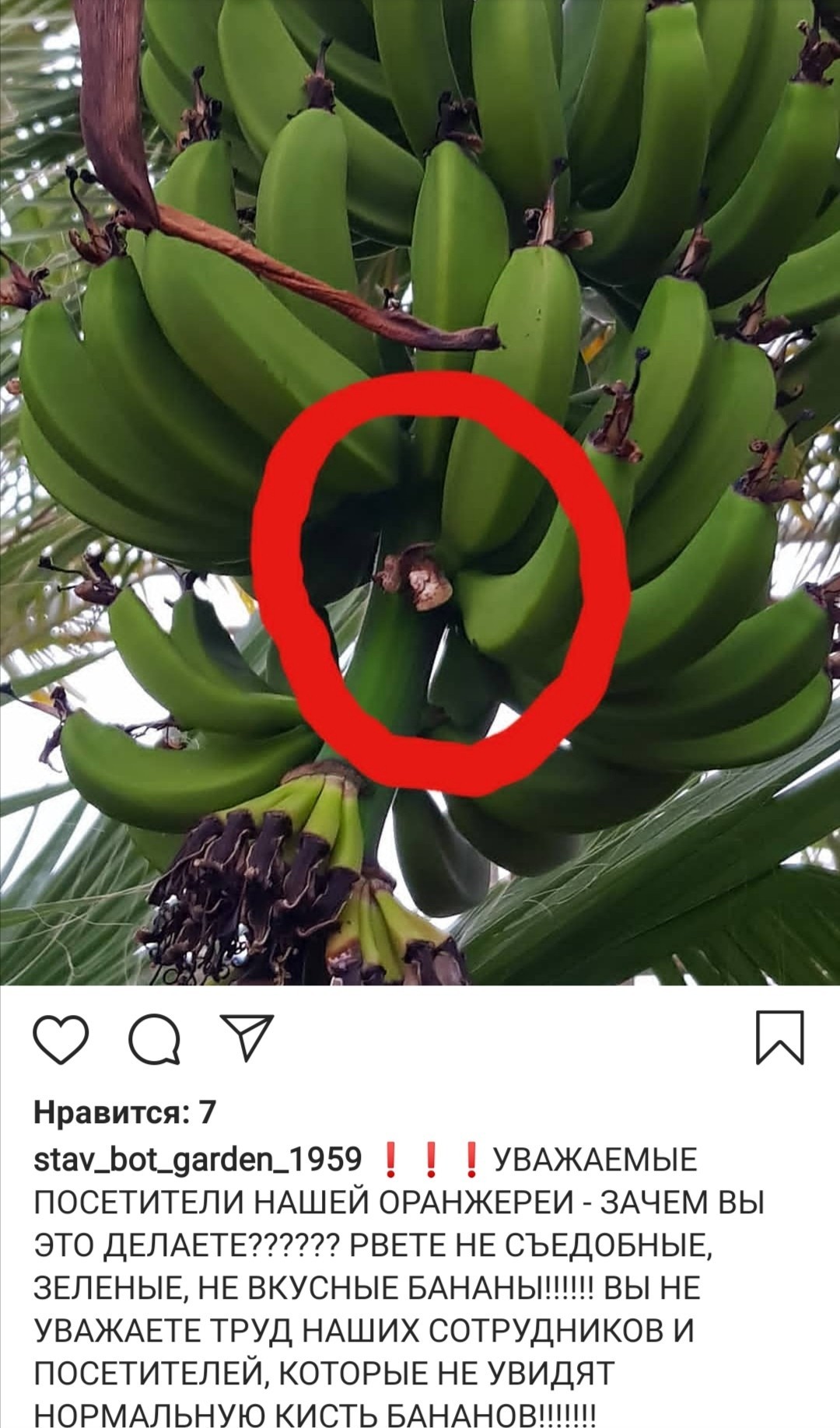 There is no elephant on them! - Stavropol, Theft, Banana, Screenshot, Instagram