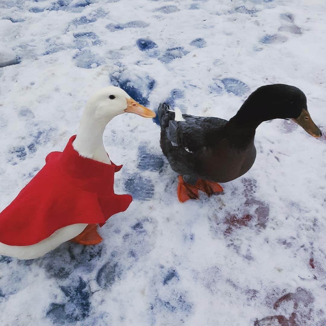 Our first winter and snow, of which there was almost nothing left! - My, Pets, Birds, Duck, Winter, New Year, Snow, Pet, The photo, Longpost