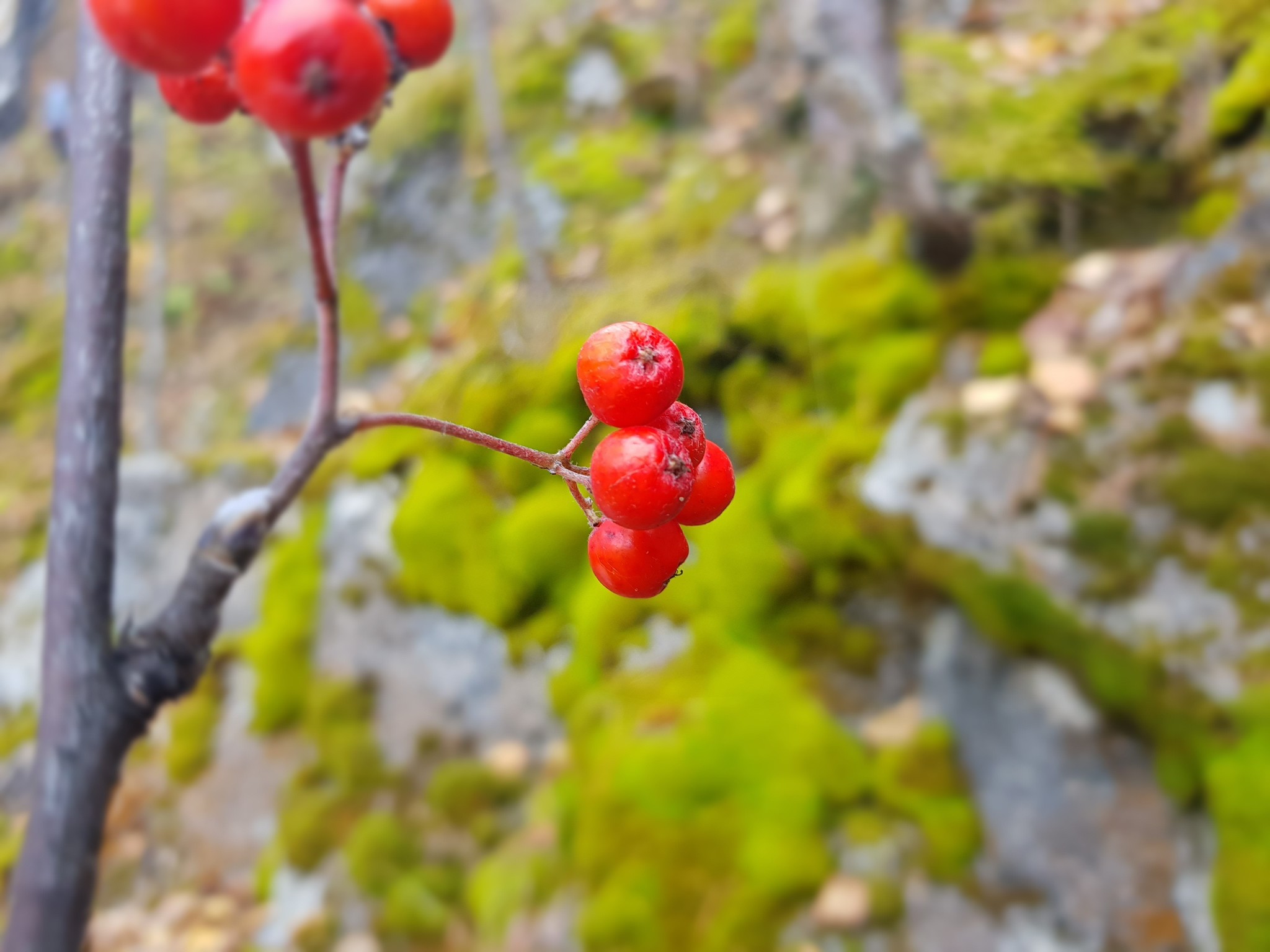 Nature lover - My, Nature, The photo, Talk Stone, Beautiful view, Longpost