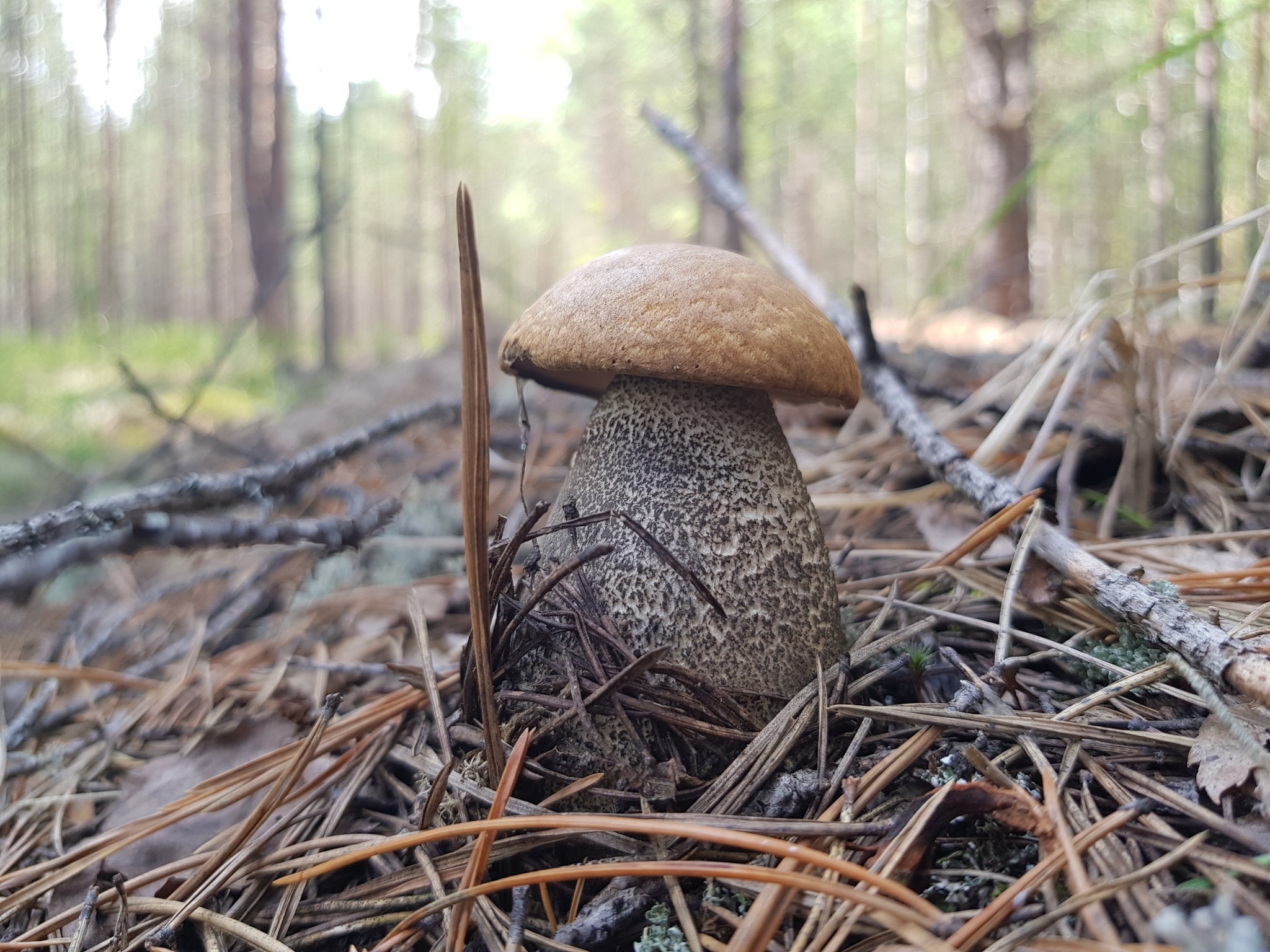 Summer Harvest - My, Mushrooms, Berries, Forest, Perm Territory, Longpost