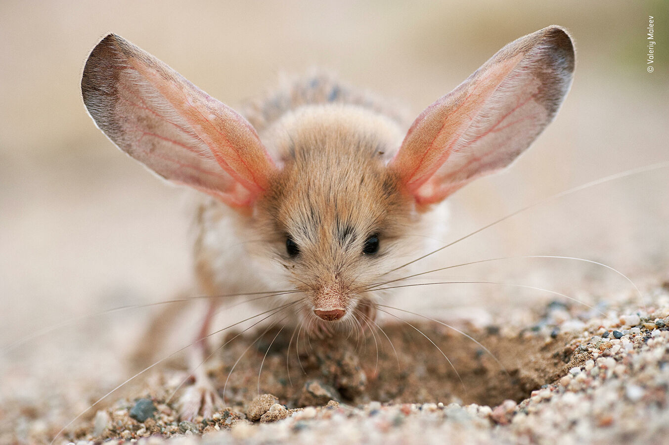 Wildlife Photographer of the Year Competition - Nature, The photo, Longpost