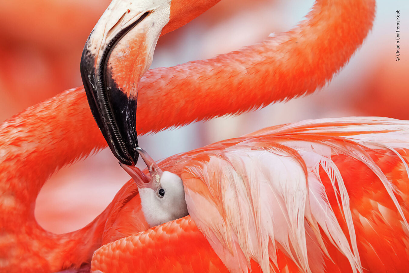 Wildlife Photographer of the Year Competition - Nature, The photo, Longpost