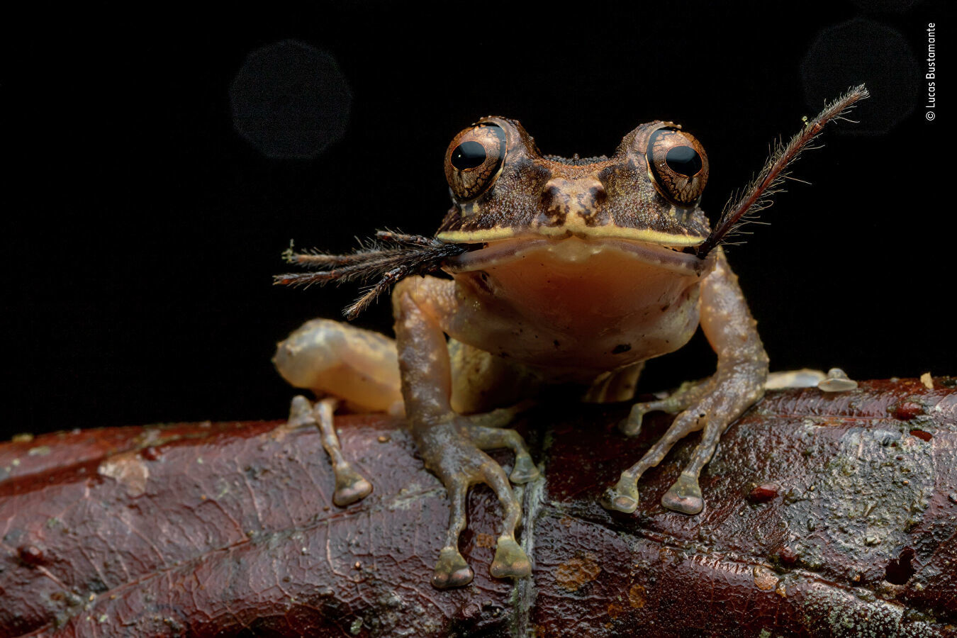 Wildlife Photographer of the Year Competition - Nature, The photo, Longpost