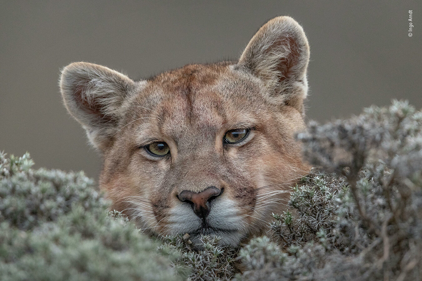 Wildlife Photographer of the Year Competition - Nature, The photo, Longpost