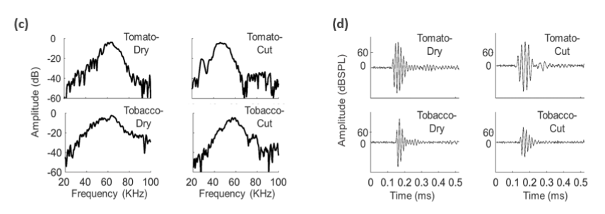 Stress made tobacco and tomato plants make a little noise - Tobacco, Tomatoes, The science, Longpost