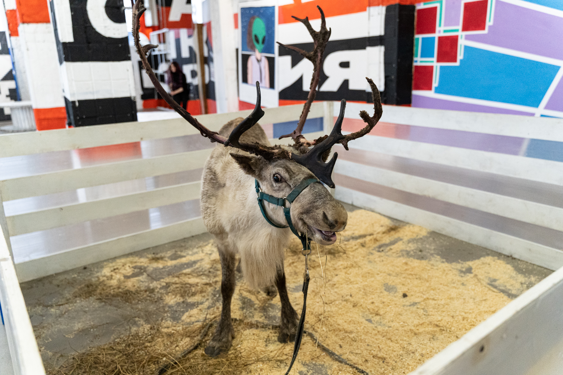 Reindeer - My, Deer, Reindeer, Loft Project Floors, Saint Petersburg, Animals, Video, Longpost