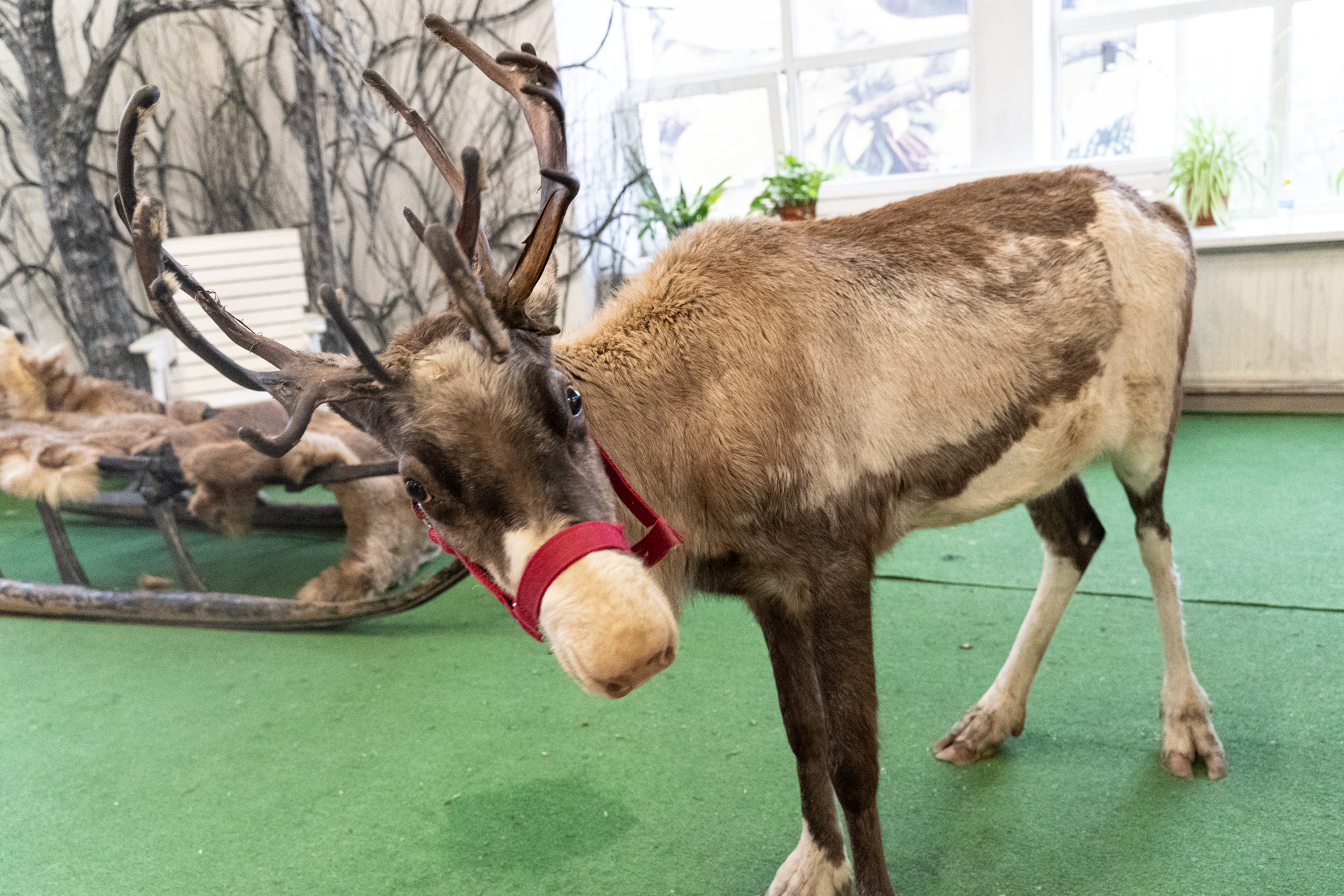 Reindeer - My, Deer, Reindeer, Loft Project Floors, Saint Petersburg, Animals, Video, Longpost