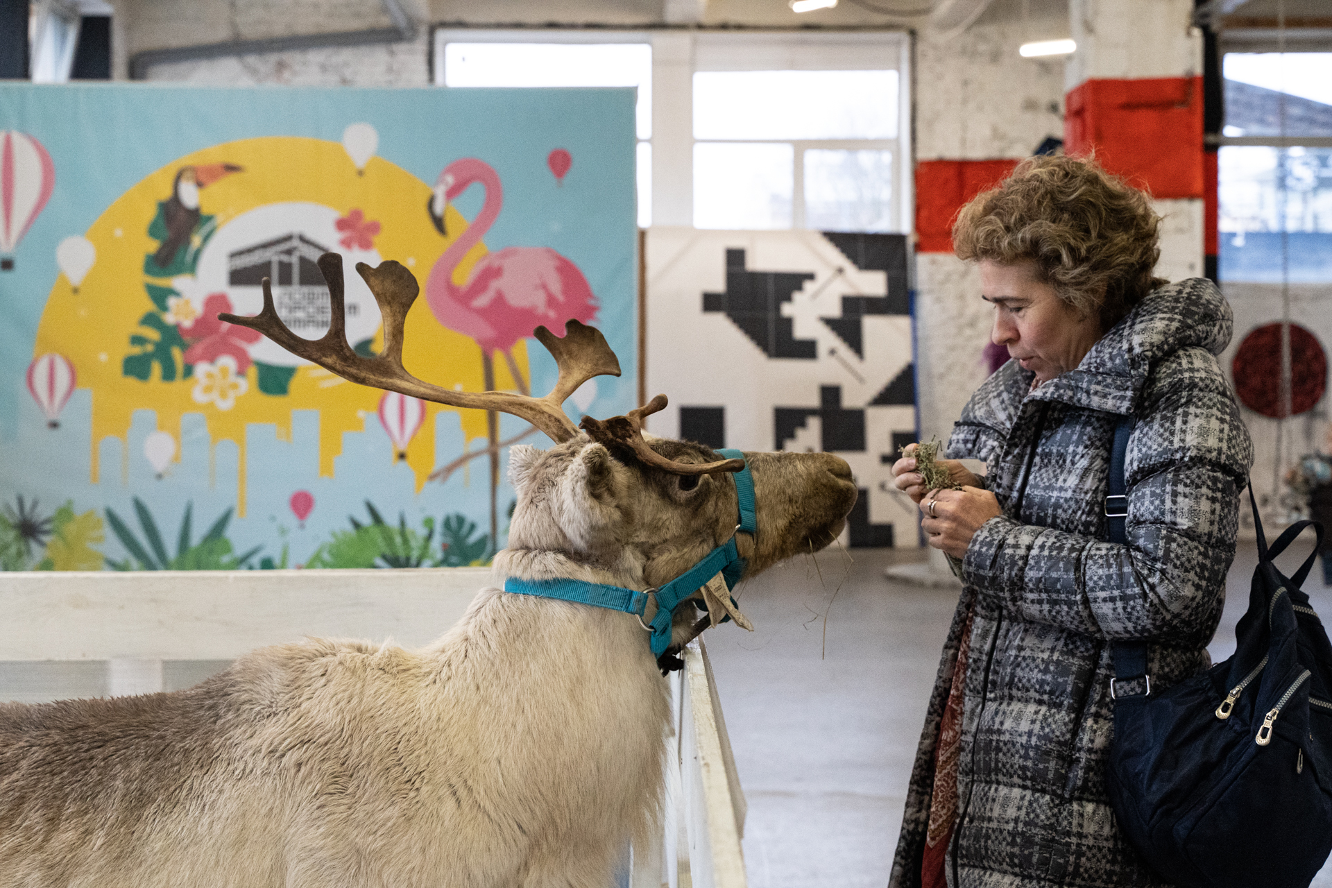 Reindeer - My, Deer, Reindeer, Loft Project Floors, Saint Petersburg, Animals, Video, Longpost