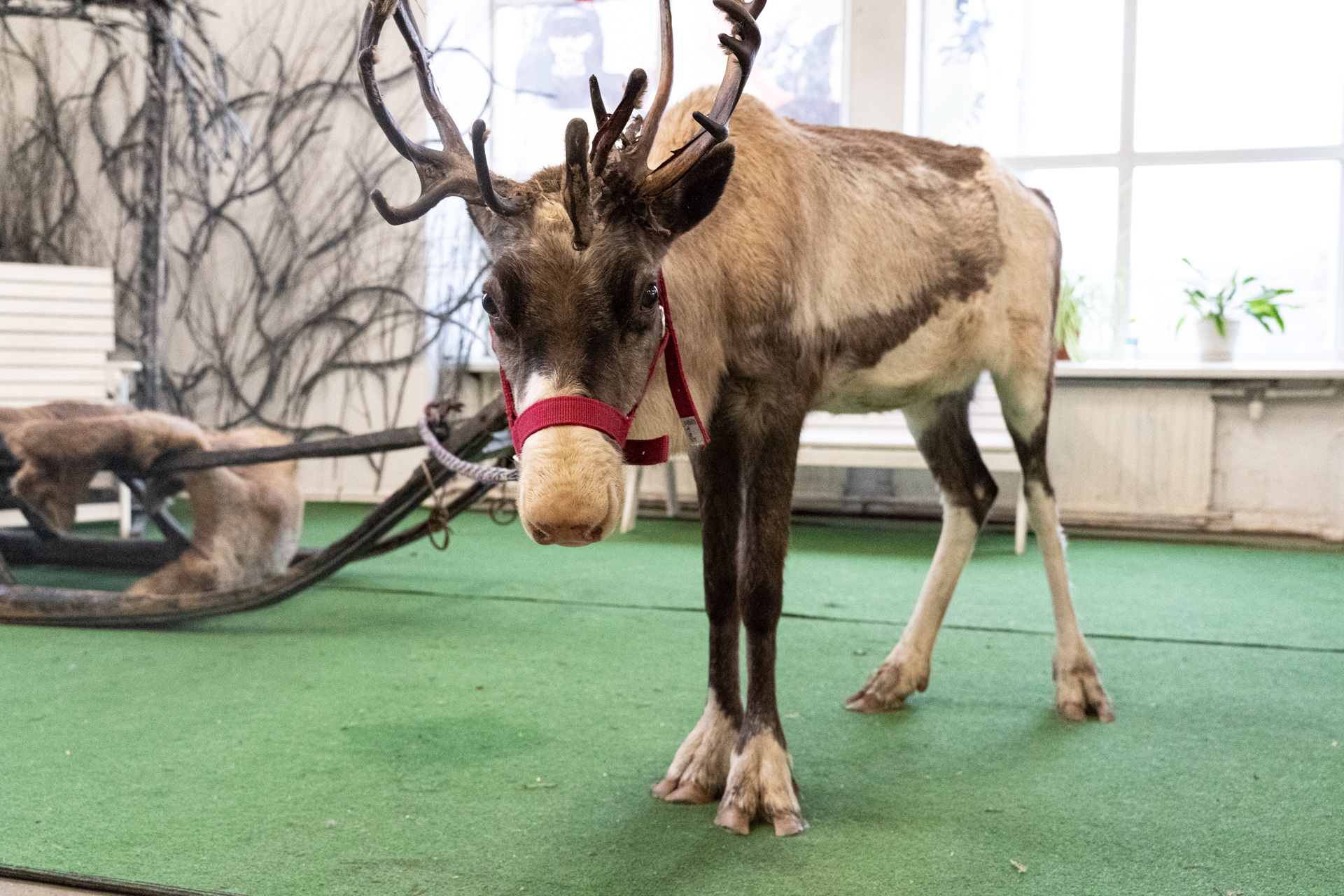 Reindeer - My, Deer, Reindeer, Loft Project Floors, Saint Petersburg, Animals, Video, Longpost