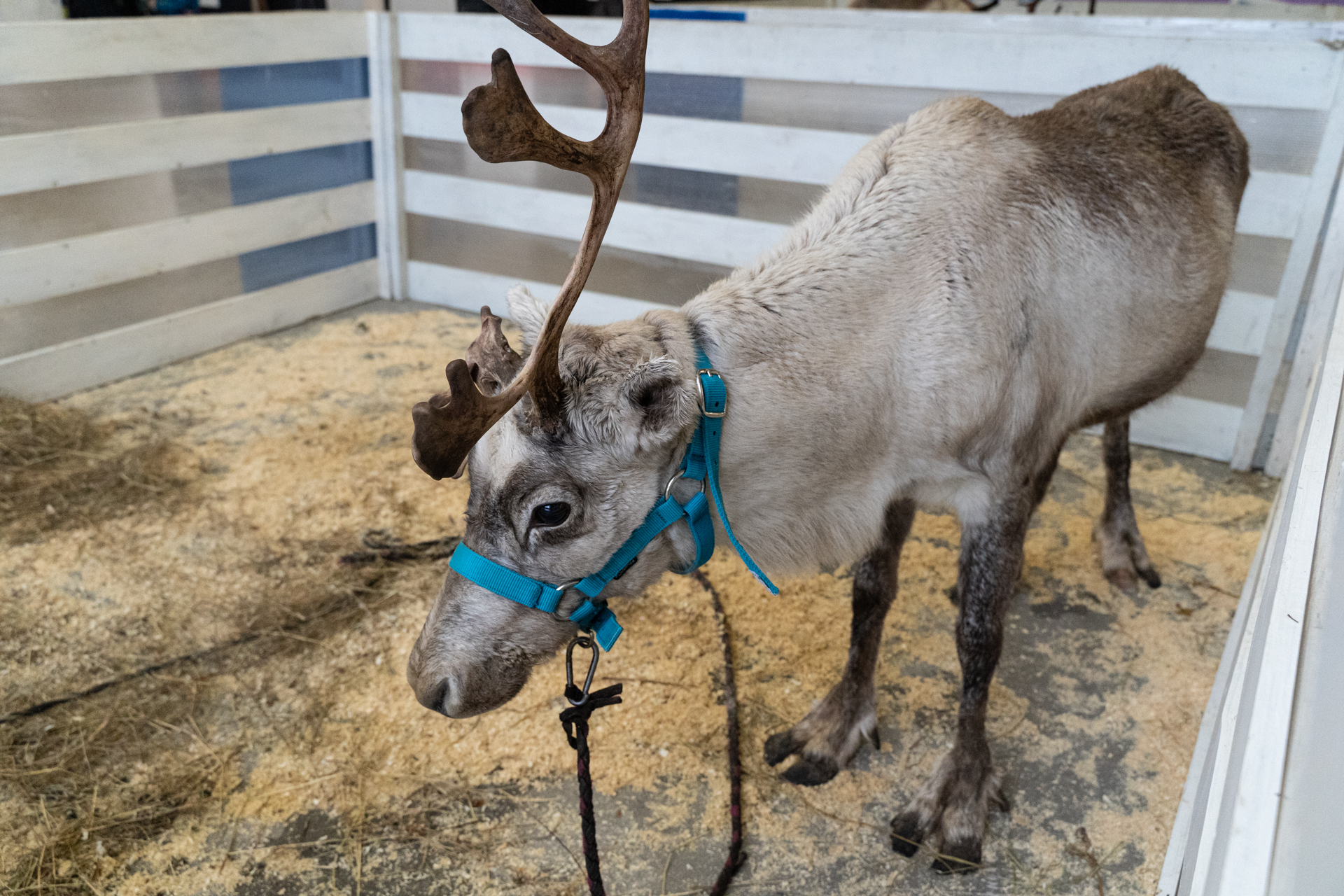 Reindeer - My, Deer, Reindeer, Loft Project Floors, Saint Petersburg, Animals, Video, Longpost