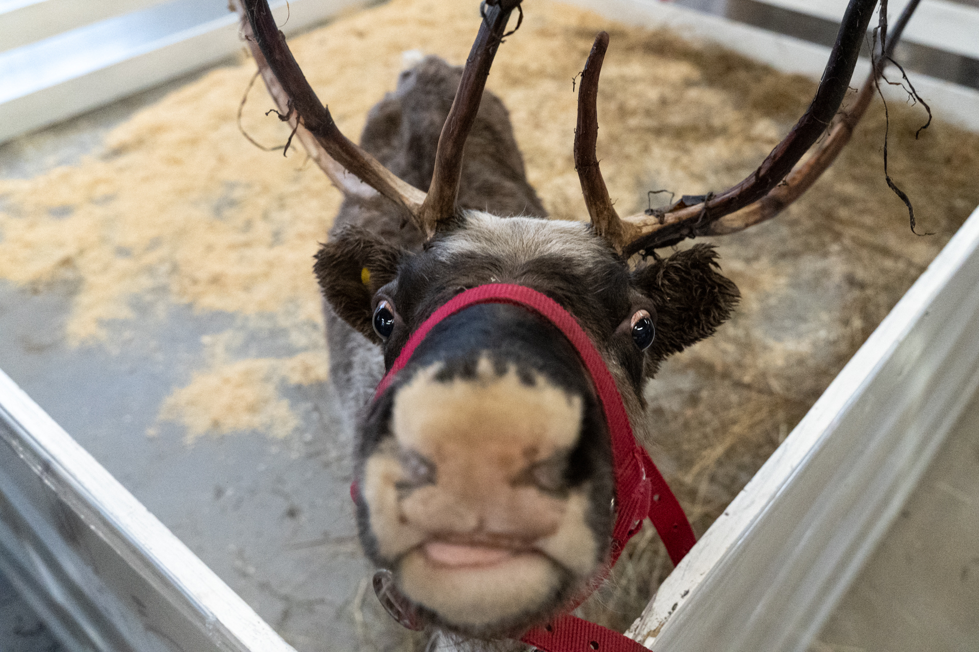 Reindeer - My, Deer, Reindeer, Loft Project Floors, Saint Petersburg, Animals, Video, Longpost