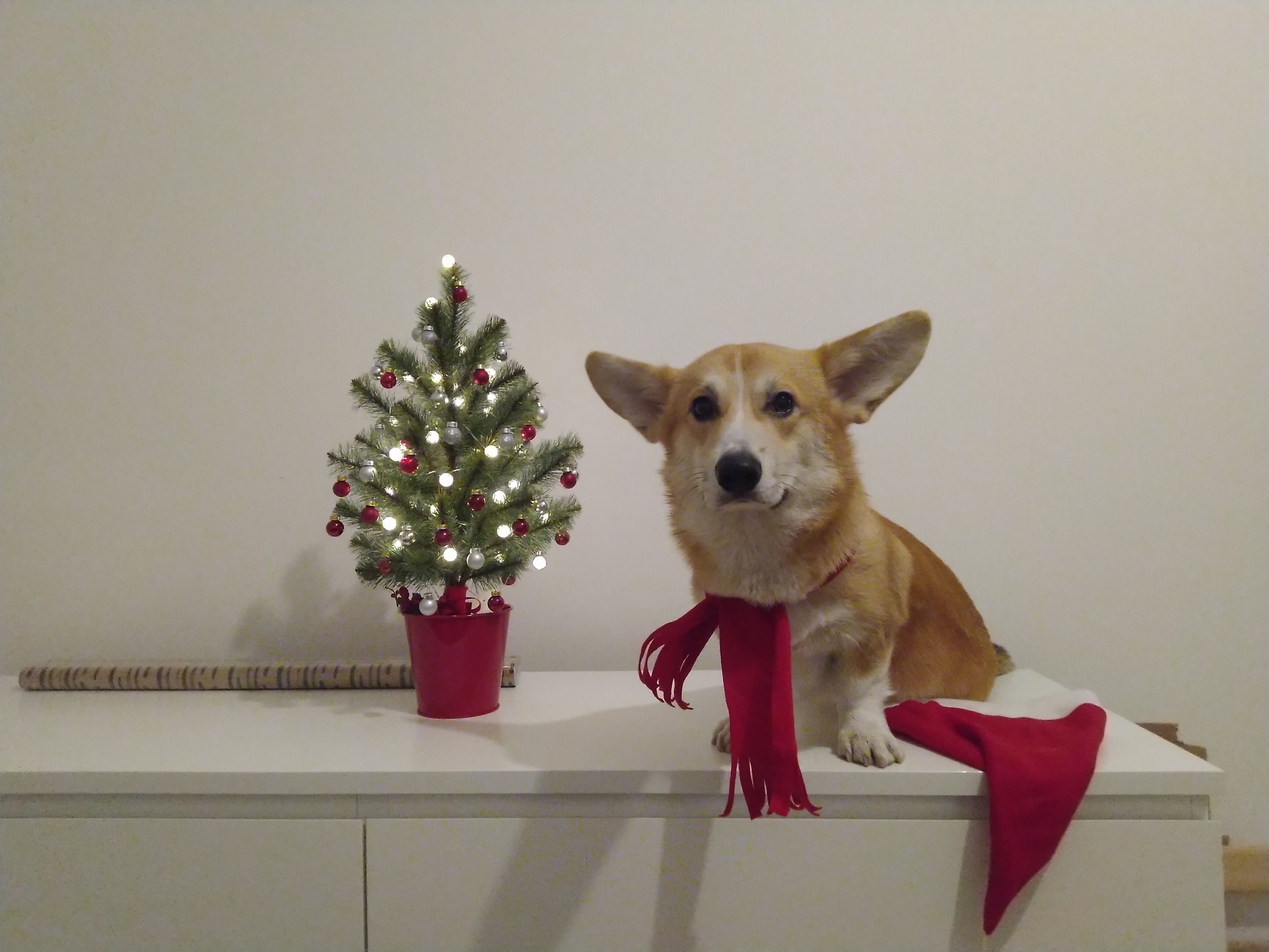 With coming! - Corgi, The photo, New Year, Dog, Animals