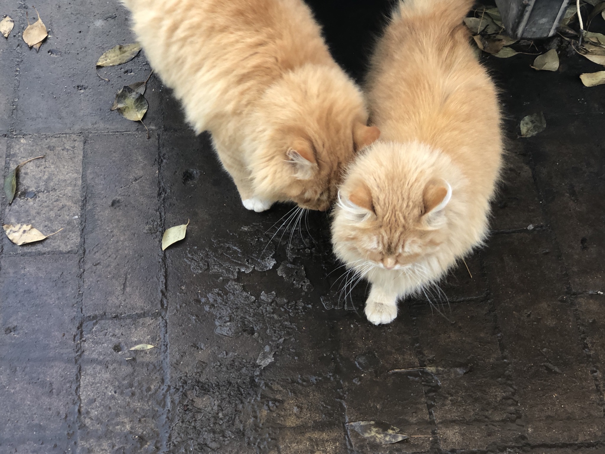 Saffron milk caps - My, cat, Redheads, The photo, Video, Longpost