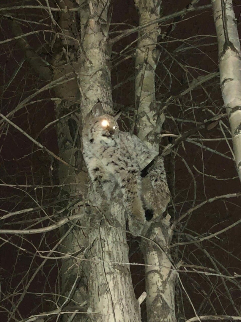 The cat climbed a tree, the hero is already in a hurry to help - Lynx, cat, Tree, Animal Rescue