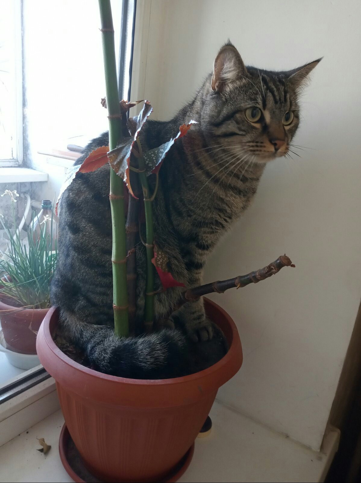 What do you grow on the windowsills? - My, cat, The photo, Longpost