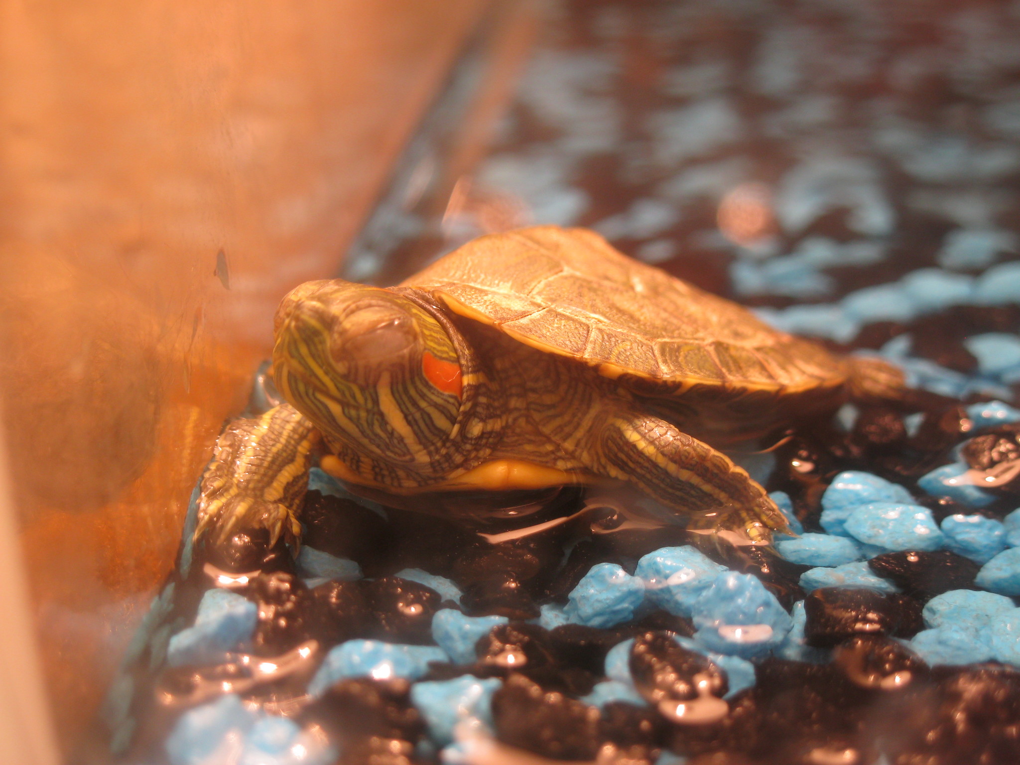 How nice it is to sunbathe in the sun on such a cold day! - My, Pond slider, Turtle, Animals, Reptiles, The photo