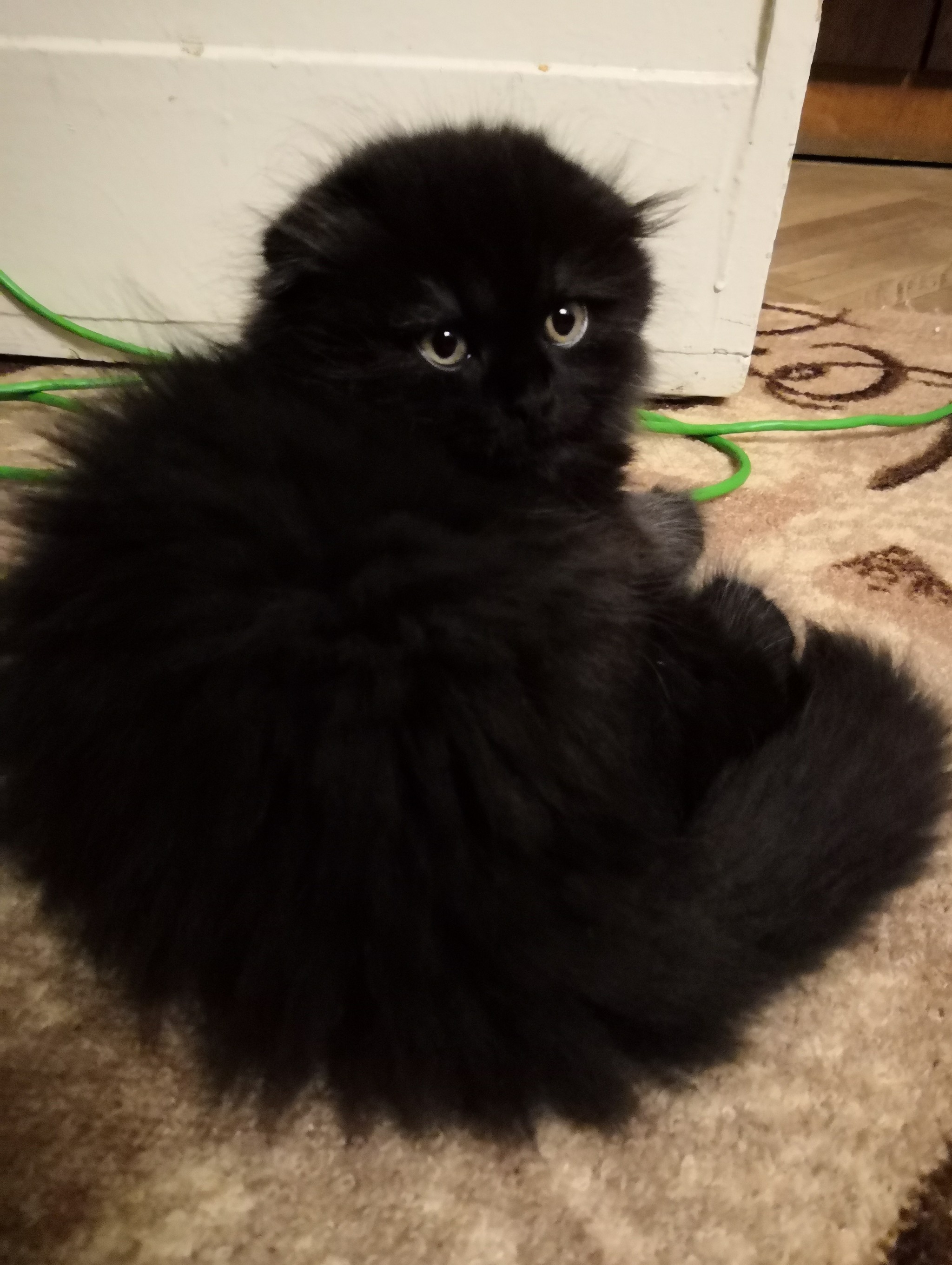черный вислоухий котенок фото
