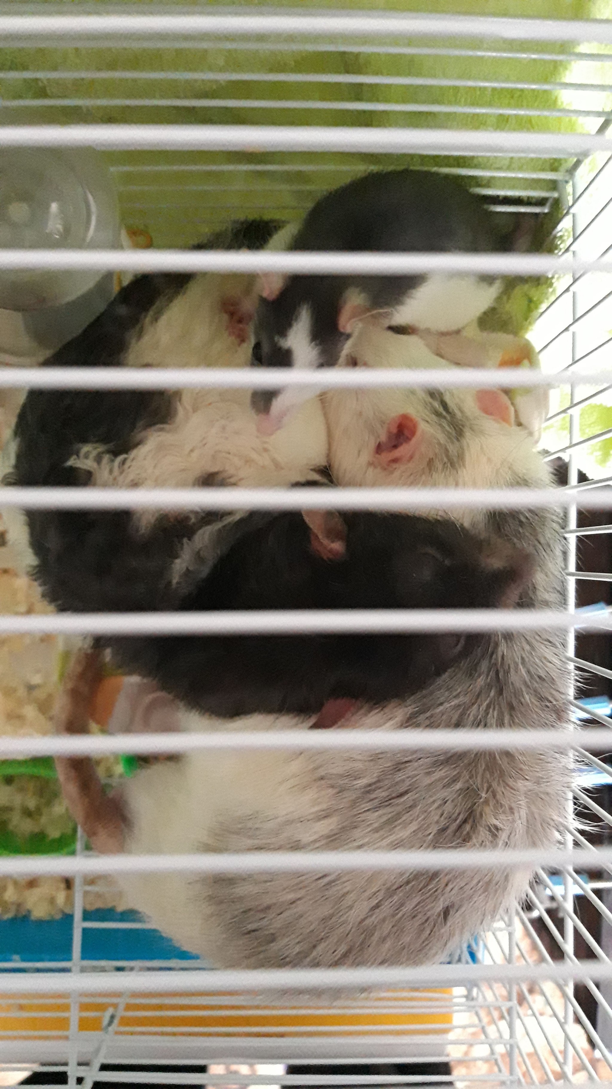 A strong family of boys. Without any there) - My, Rat, Rat Chronicles