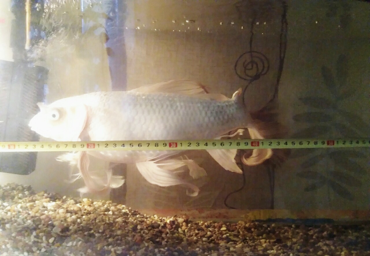 Continuation of the post “Pig in a poke or how I bought a “comet”” - My, Carp, Video, Longpost, Aquarium