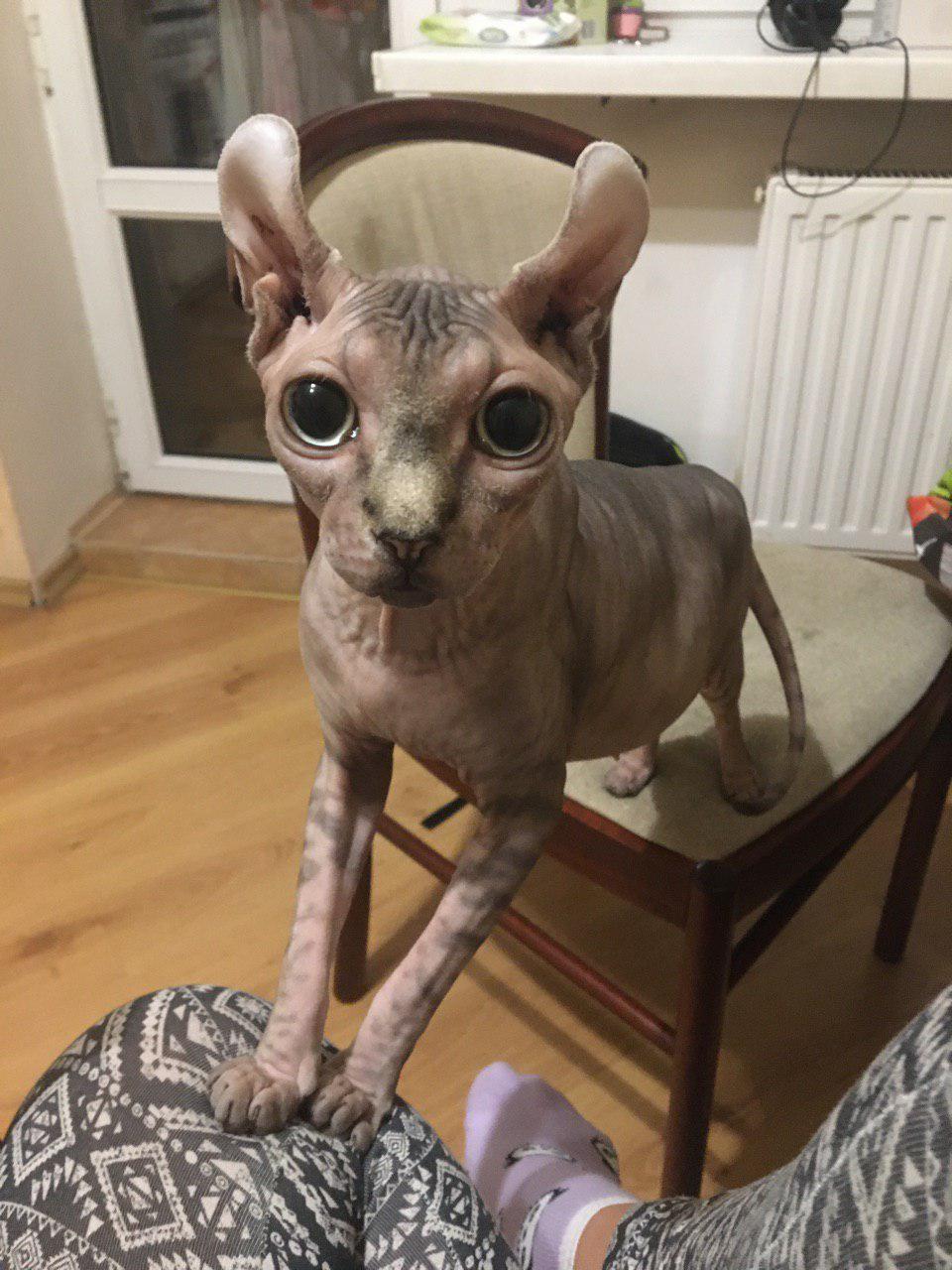 I hate hairless cats - My, cat, Canadian sphinx, Elves, Longpost