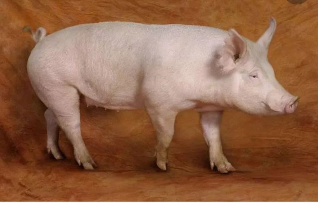 Industrial pig breeding in Russia - My, Pig, Pig, Food industry, Meat, Longpost