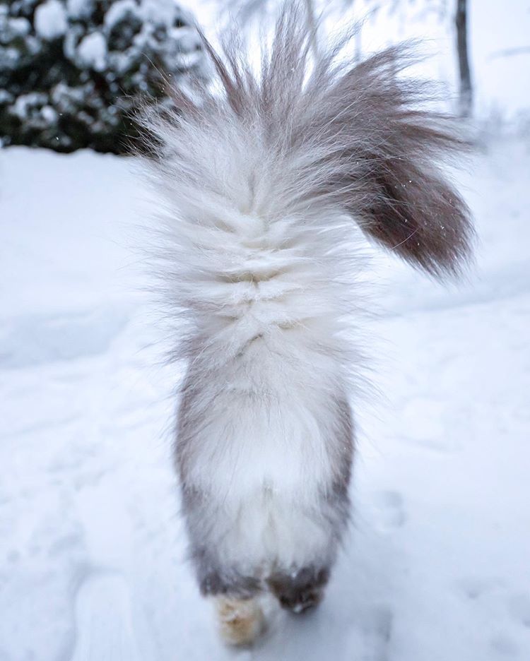 Nice fur coat - cat, The photo, Fluffy