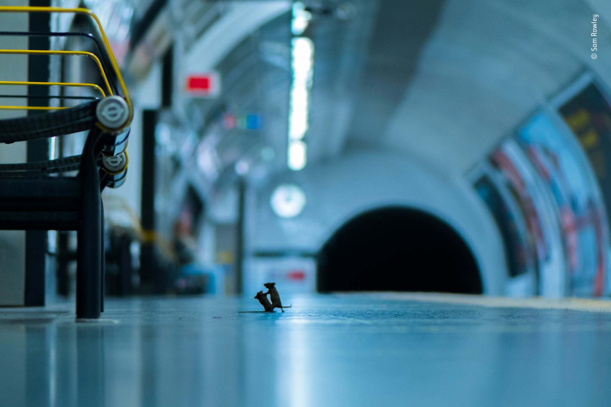 Quarrel at a subway station - Metro, London, Mouse, Argument, The photo, Competition, Animals