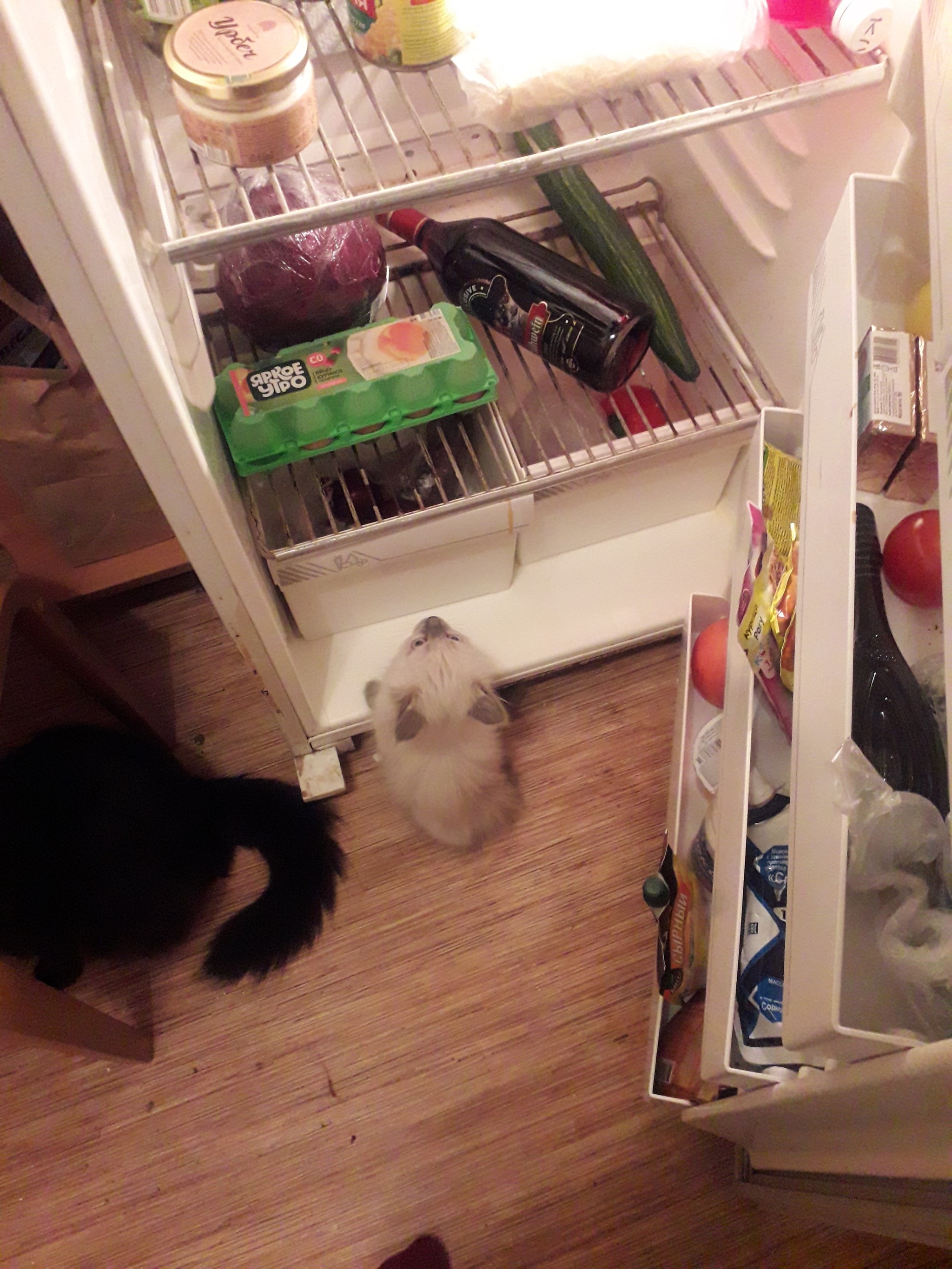 Every time you open the refrigerator... - My, Milota, Longpost, cat, Kittens, Refrigerator