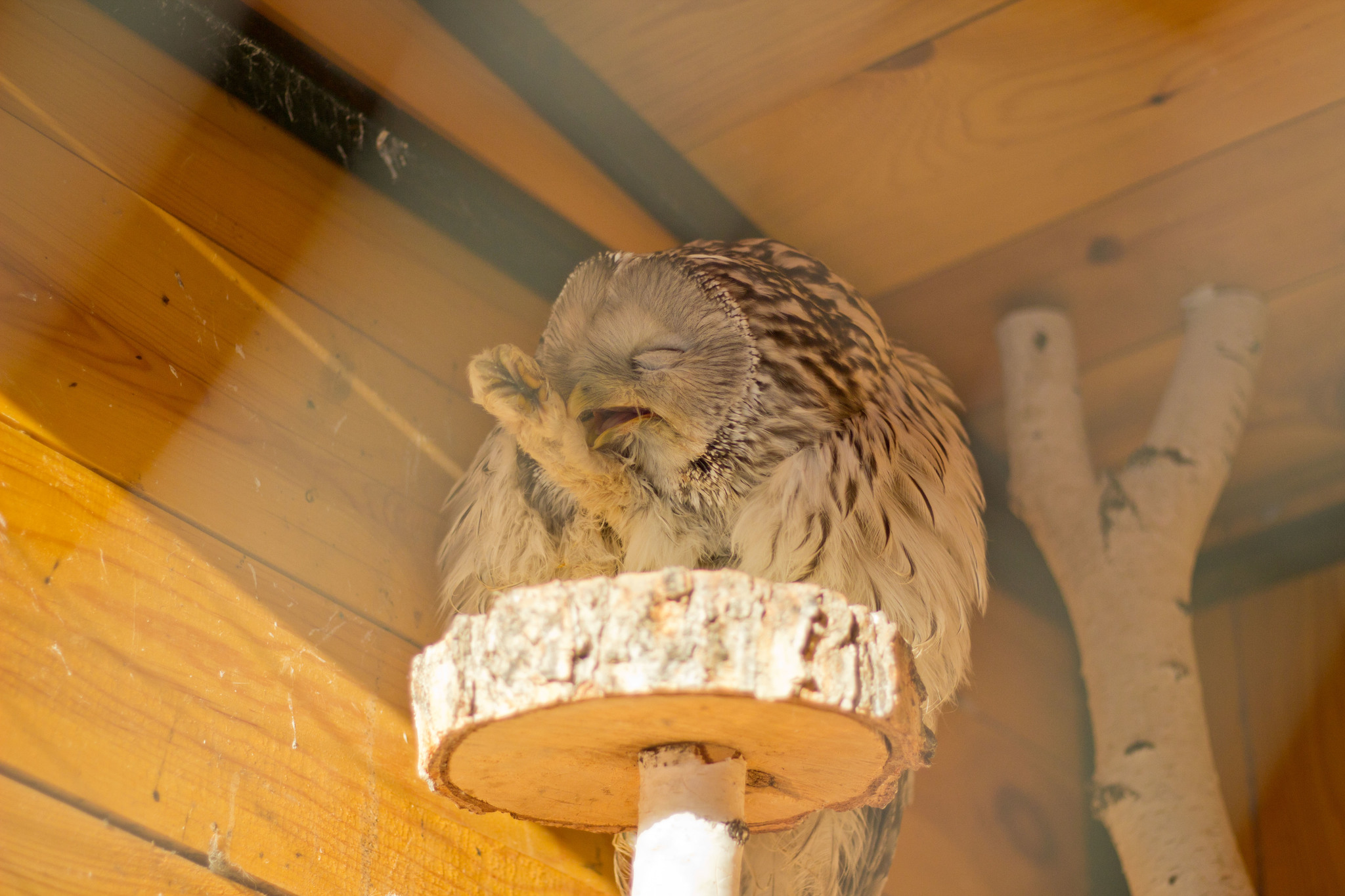 Owl scratching its paw - My, Owl, Paws, Zoo, Tawny owl, The photo, Longpost, Hoba