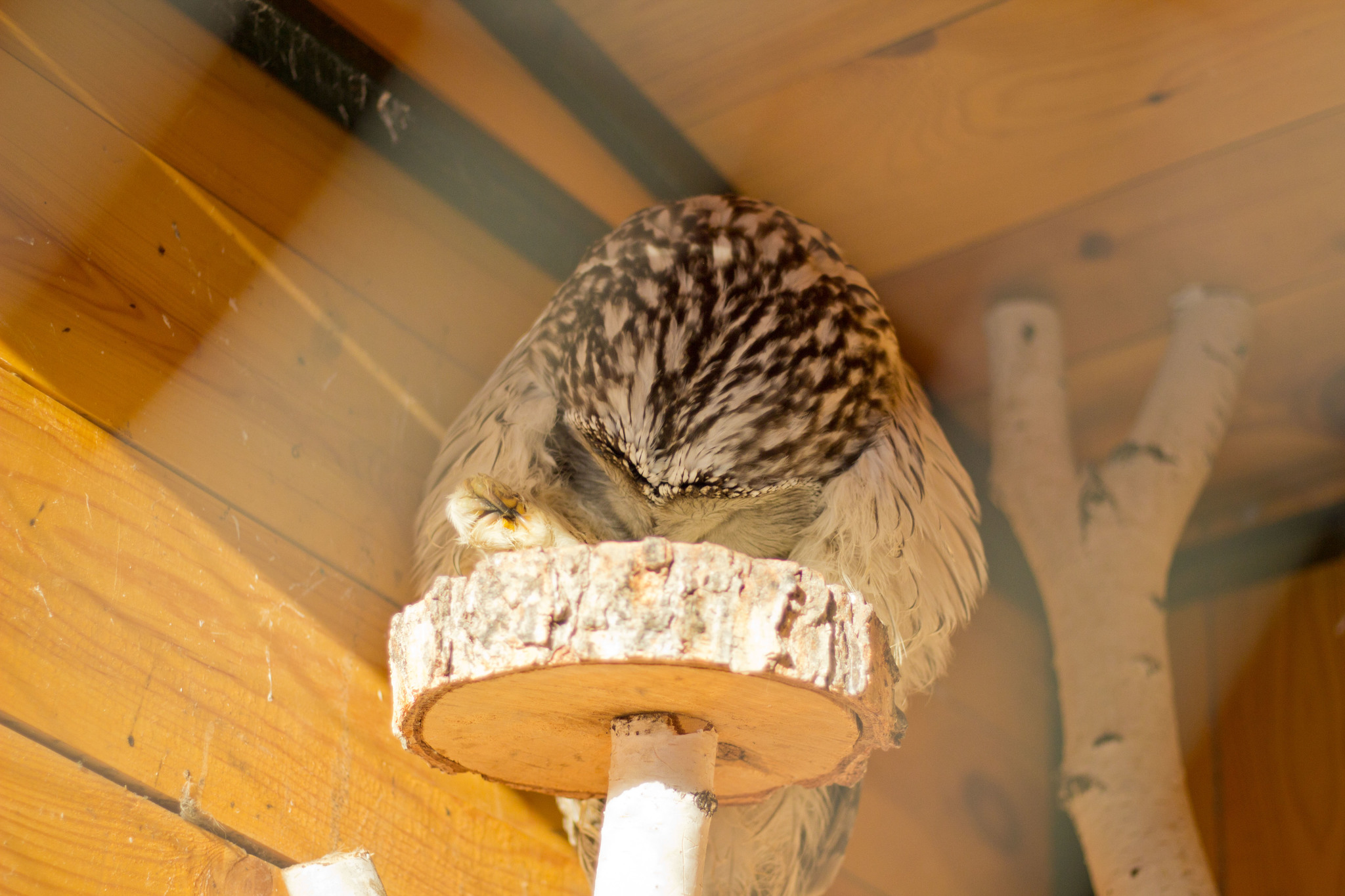 Owl scratching its paw - My, Owl, Paws, Zoo, Tawny owl, The photo, Longpost, Hoba