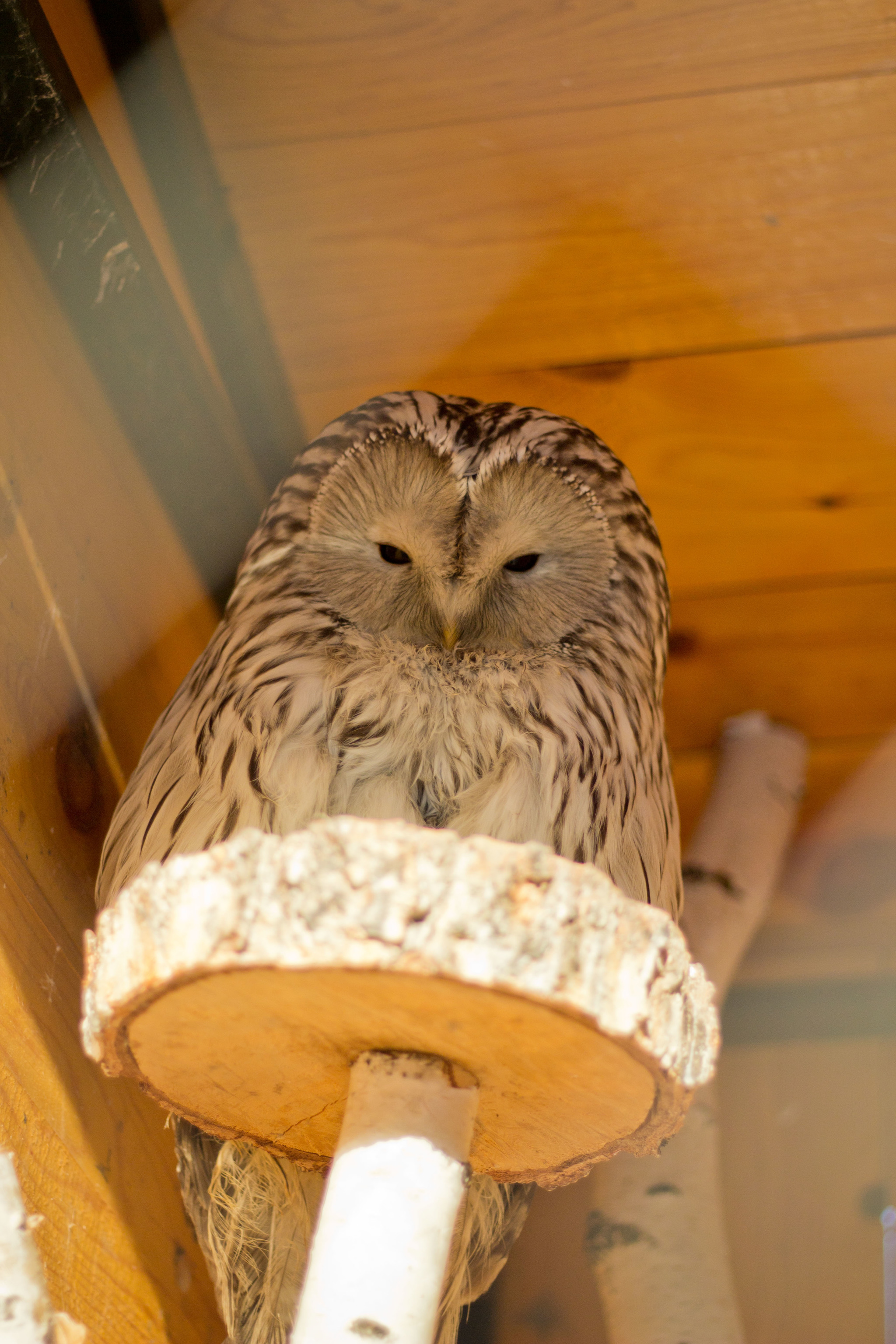 Owl scratching its paw - My, Owl, Paws, Zoo, Tawny owl, The photo, Longpost, Hoba