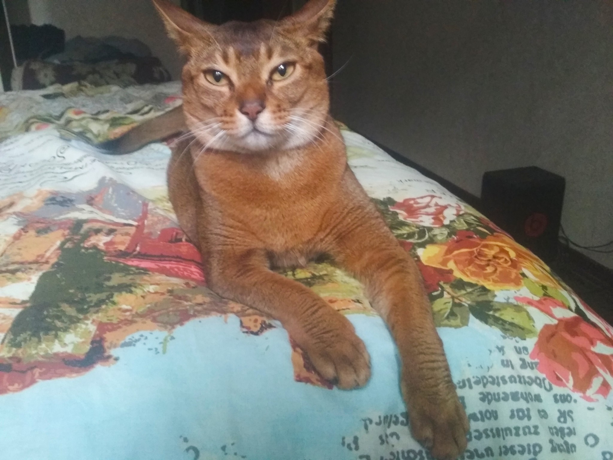 Well, sit down, let's talk - My, Abyssinian cat, Catomafia, cat