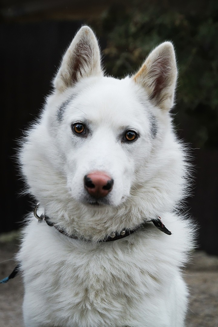 Авито лайка. Ханаанская собака белая. Ханаанская лайка белая. Алтайский пес. Алтайская собака.