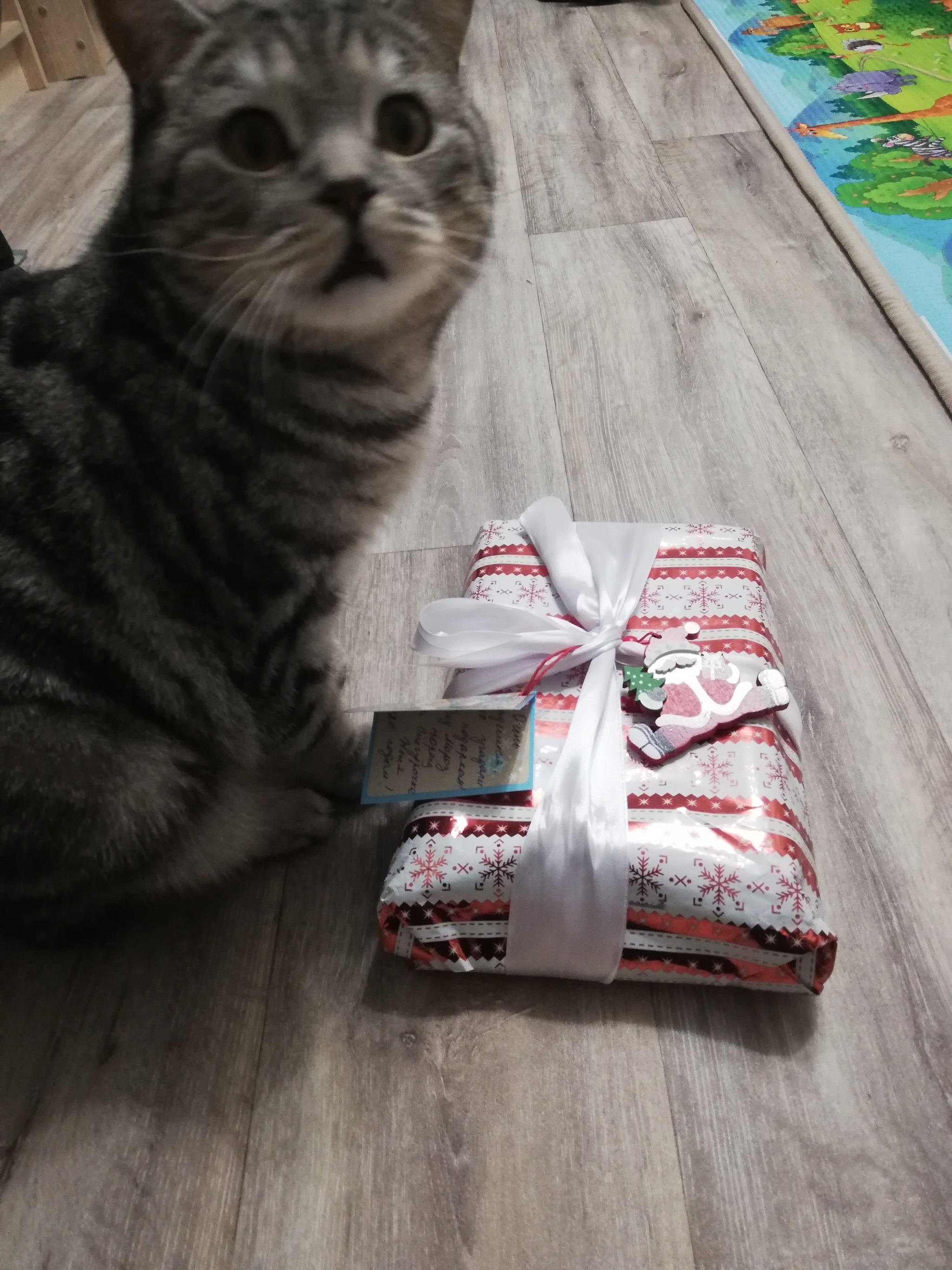 ADM Belgorod - Zarechny - Gift exchange report, Secret Santa, Zarechny, Belgorod, Longpost, cat, Gift exchange