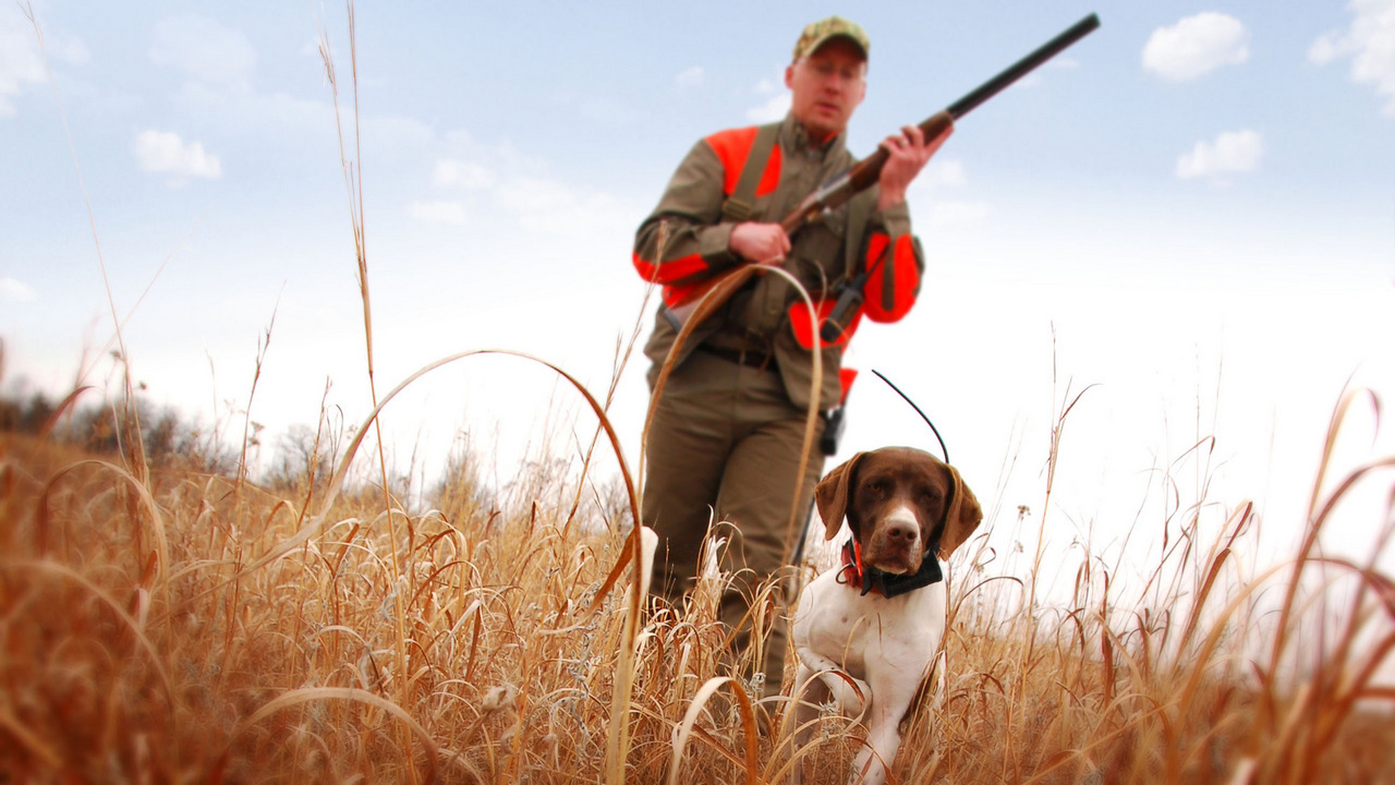 Hunters banned from shooting stray dogs - Krasnoyarsk region, Hunting, Animal protection, Prosecutor's office, Dog, Law