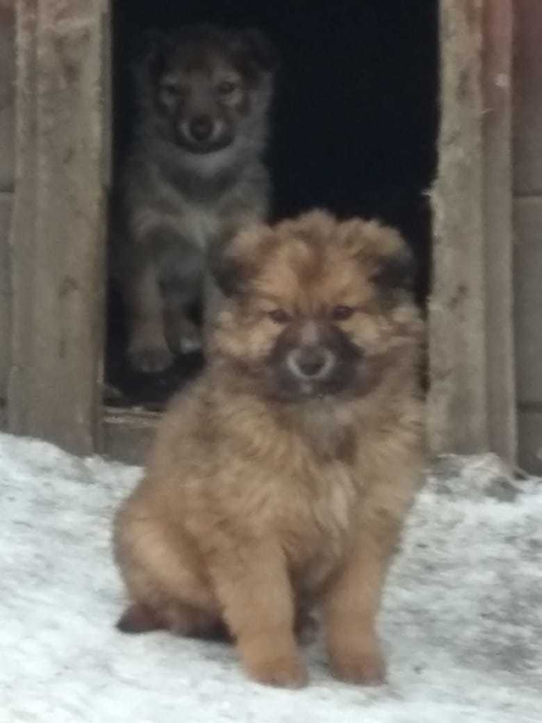 Help us find a home for puppies Krasnoyarsk, Zheleznogorsk - My, Puppies, Krasnoyarsk, No rating, Longpost, In good hands, Dog