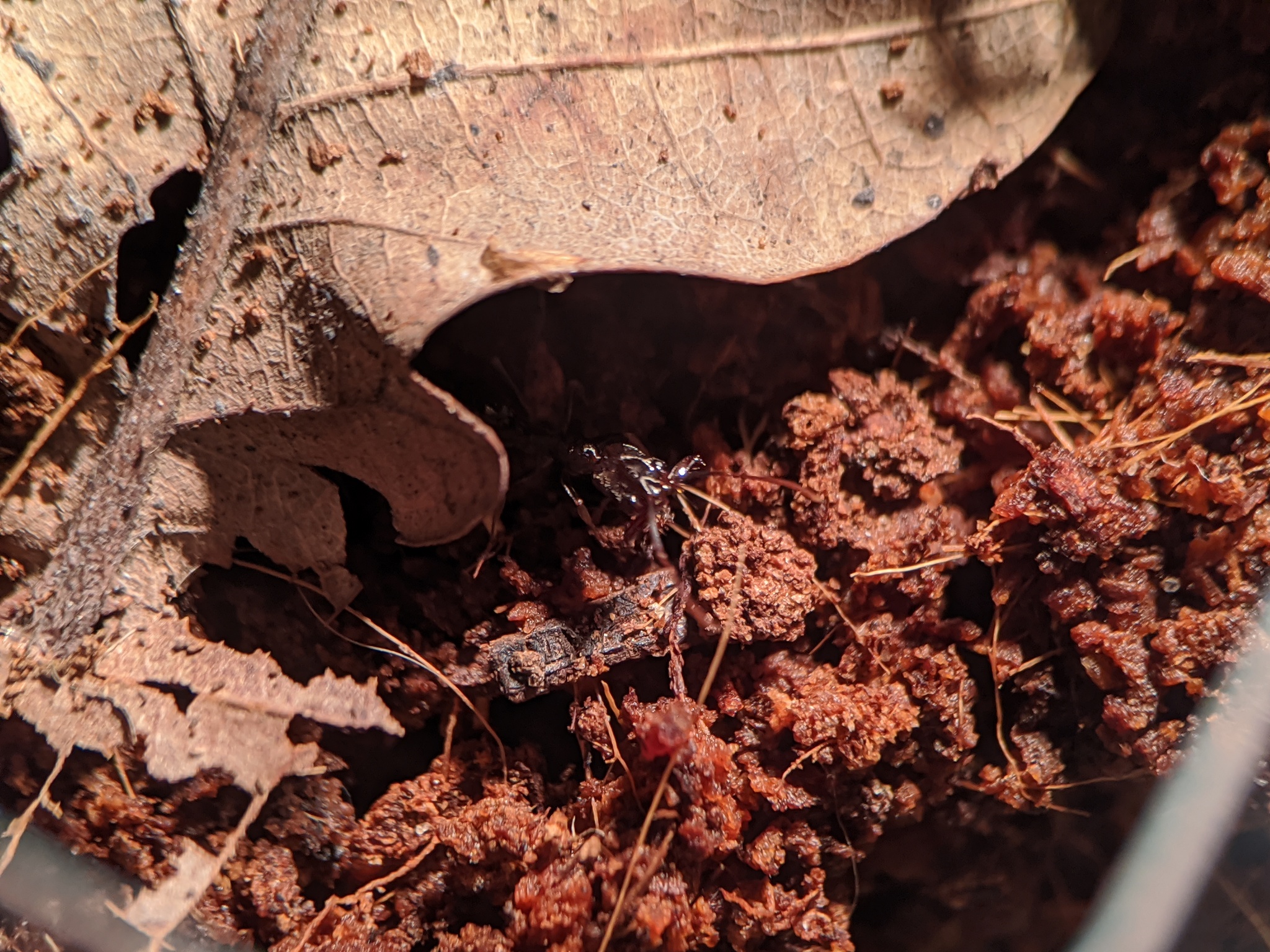 Ant traps: relocation - My, Ants, Ant farm, The photo, Formicaria, Video, Longpost