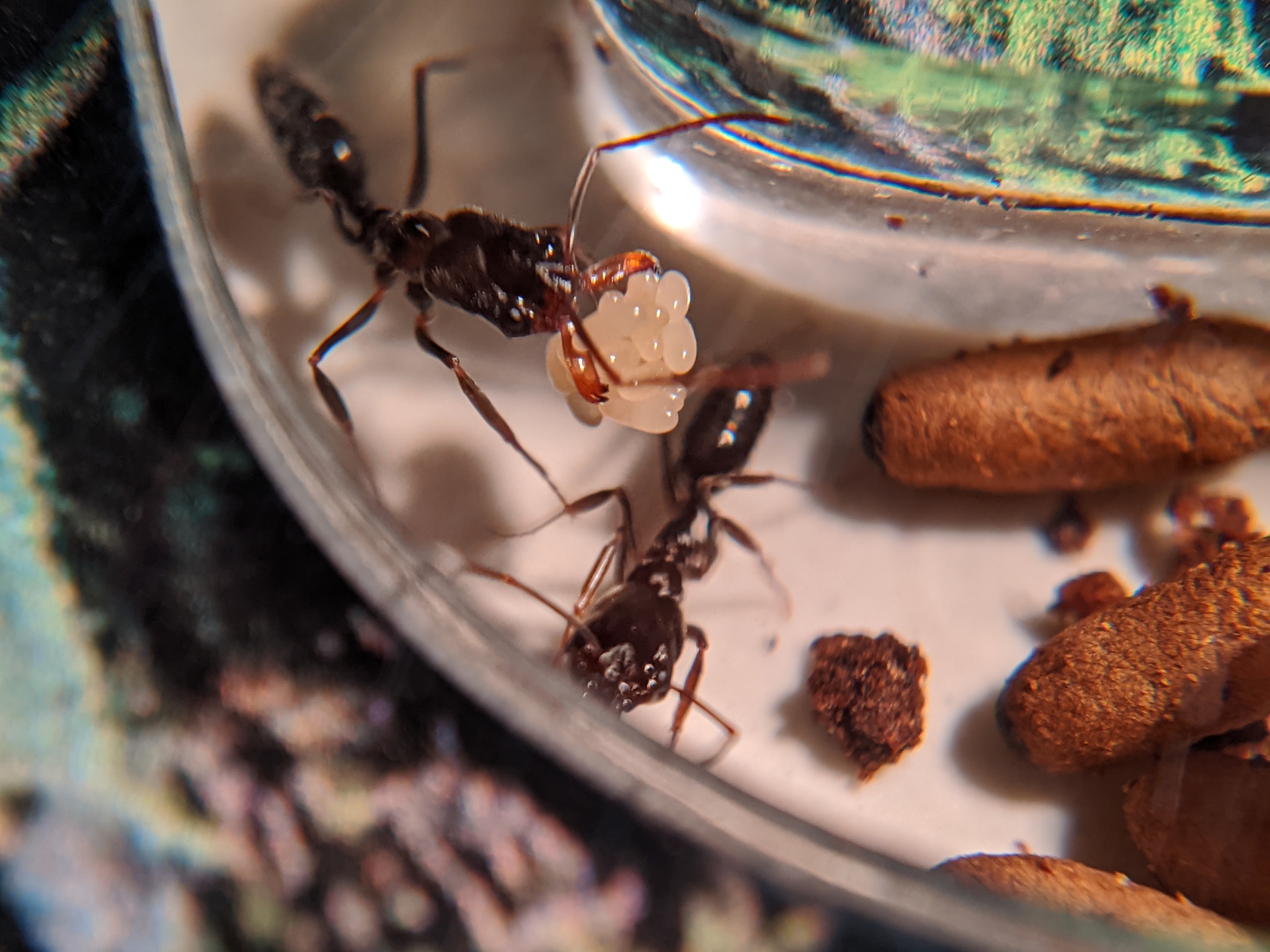 Ant traps: relocation - My, Ants, Ant farm, The photo, Formicaria, Video, Longpost