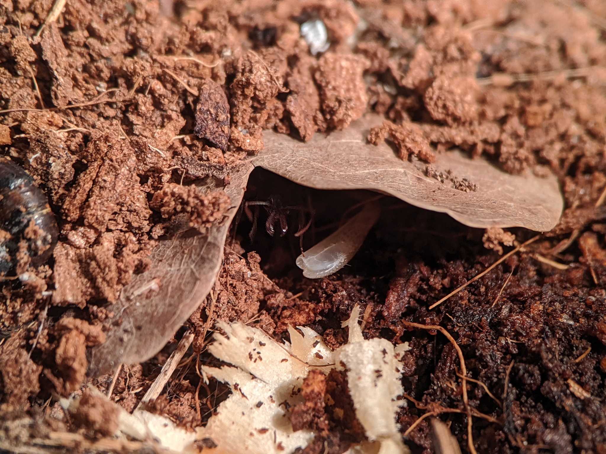 Ant traps: relocation - My, Ants, Ant farm, The photo, Formicaria, Video, Longpost