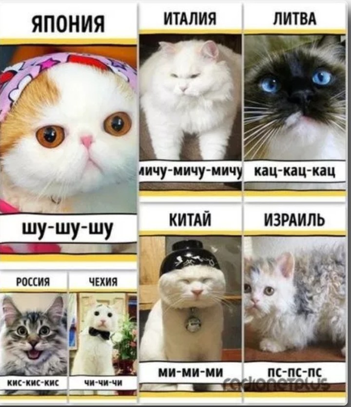Названия И Фото Японских Кошек