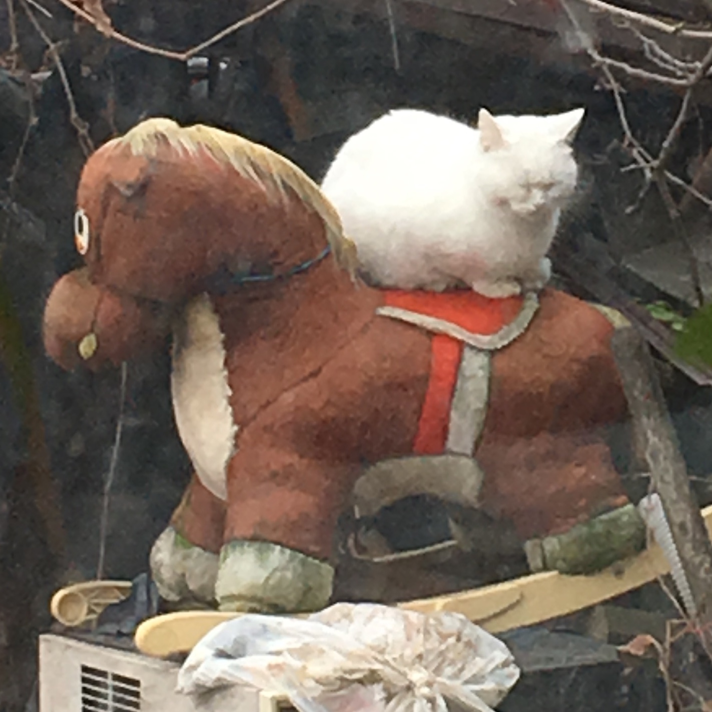 I can't think of anything useful. I'll just leave the neighbor's cat here, who rides a horse... - My, cat, Memes, Yeah, Horses, Longpost