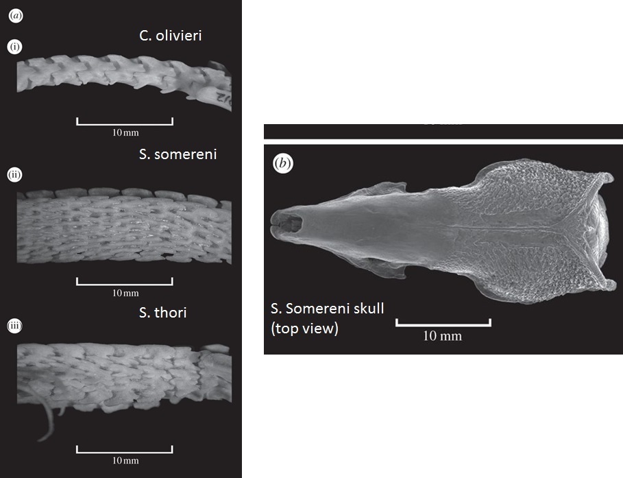 The creature with the strongest spine in the world - Shrew, Animals, Interesting, Informative, Spine, Longpost