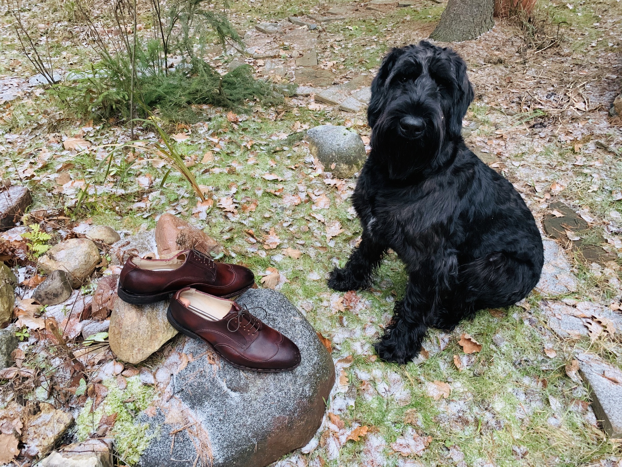 Acceptance of a new couple:) - My, Giant schnauzer, Handmade, Shoes, Dog, Animals