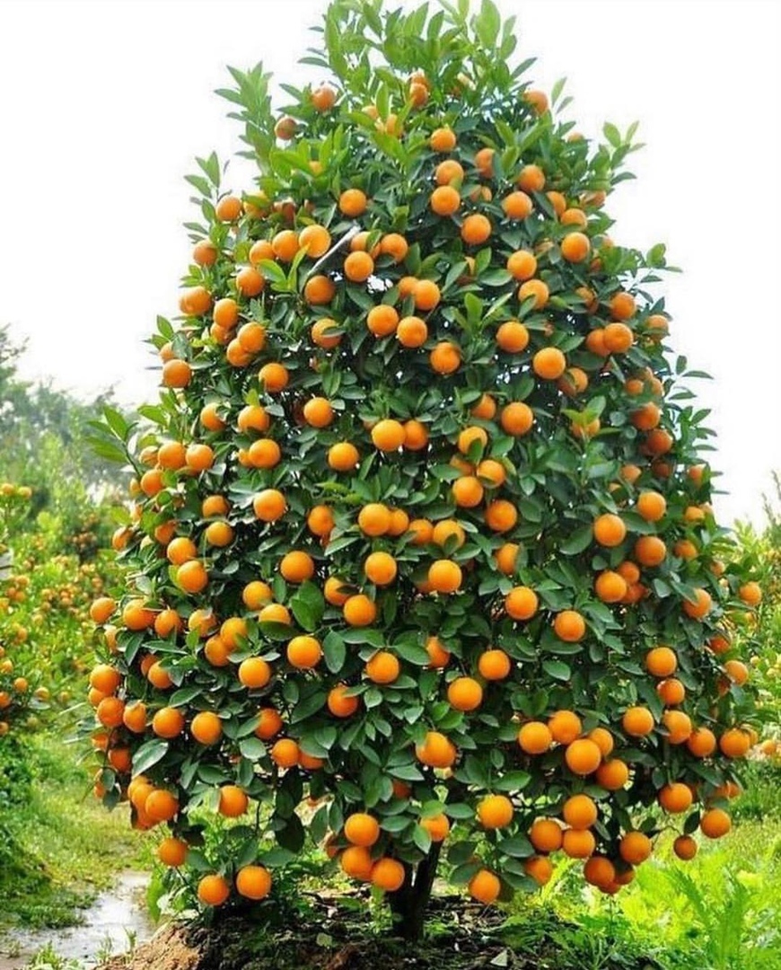 Стоковые фотографии по запросу Новогодняя елка мандарин