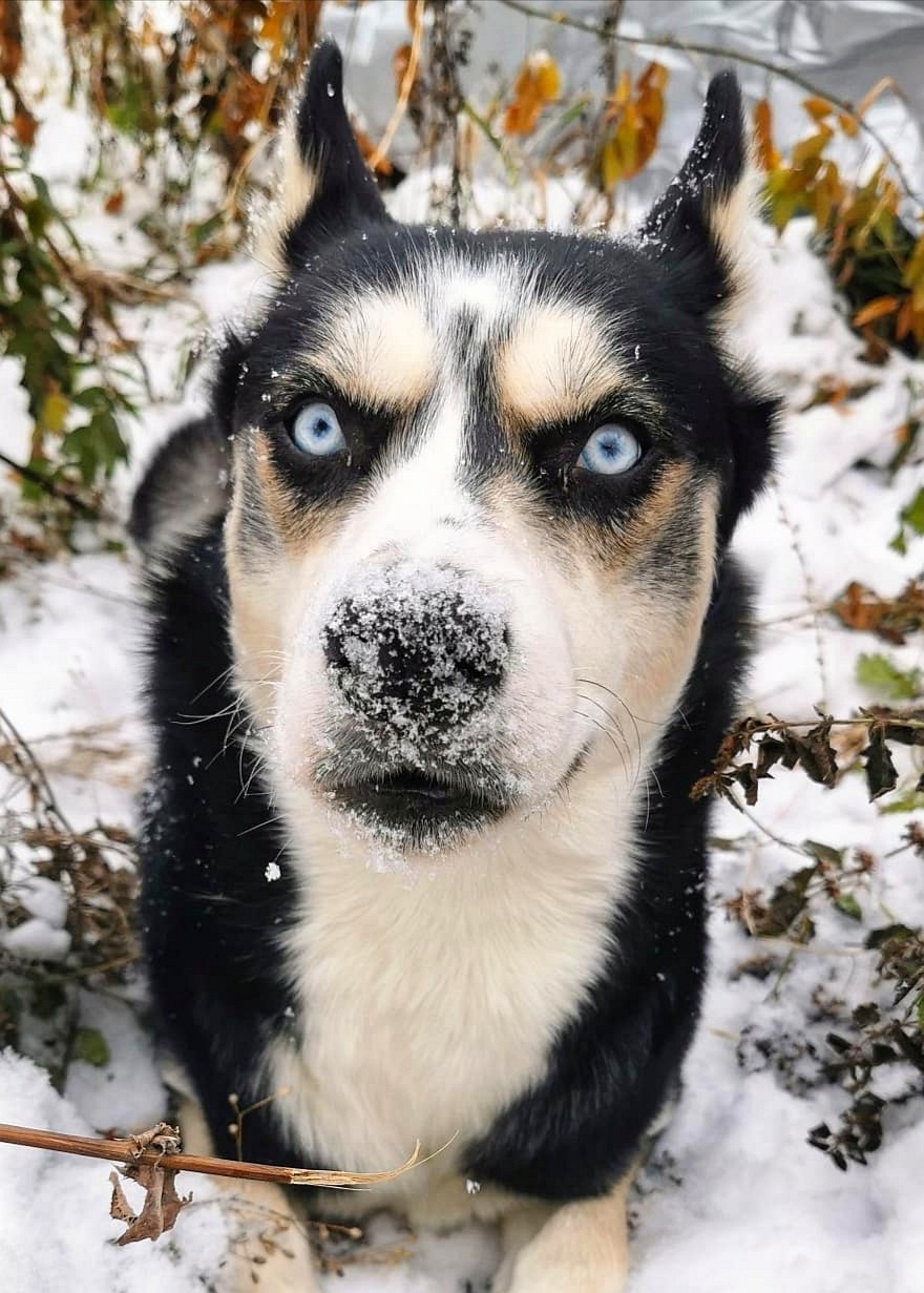 Hasya's joy - My, Husky, Siberian Husky, Dog, The photo, Longpost